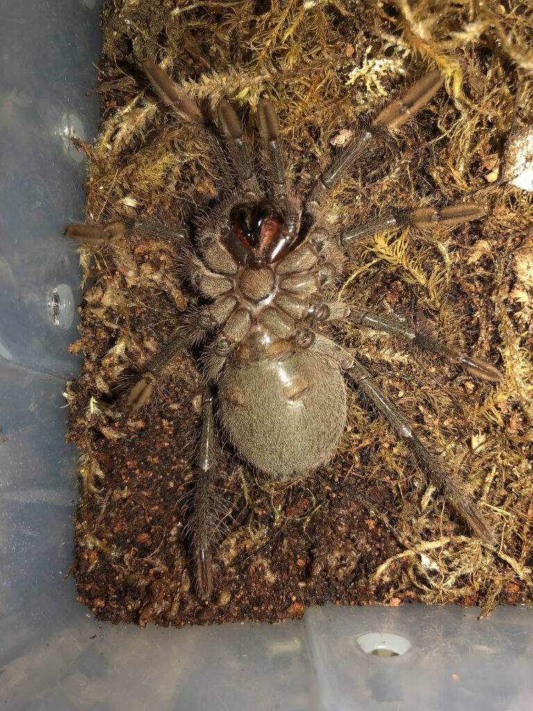 Theraphosa Stirmi