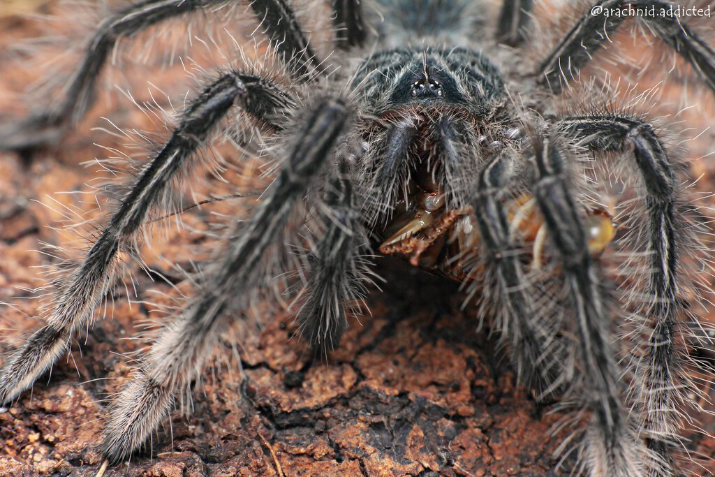 Theraphosa stirmi.