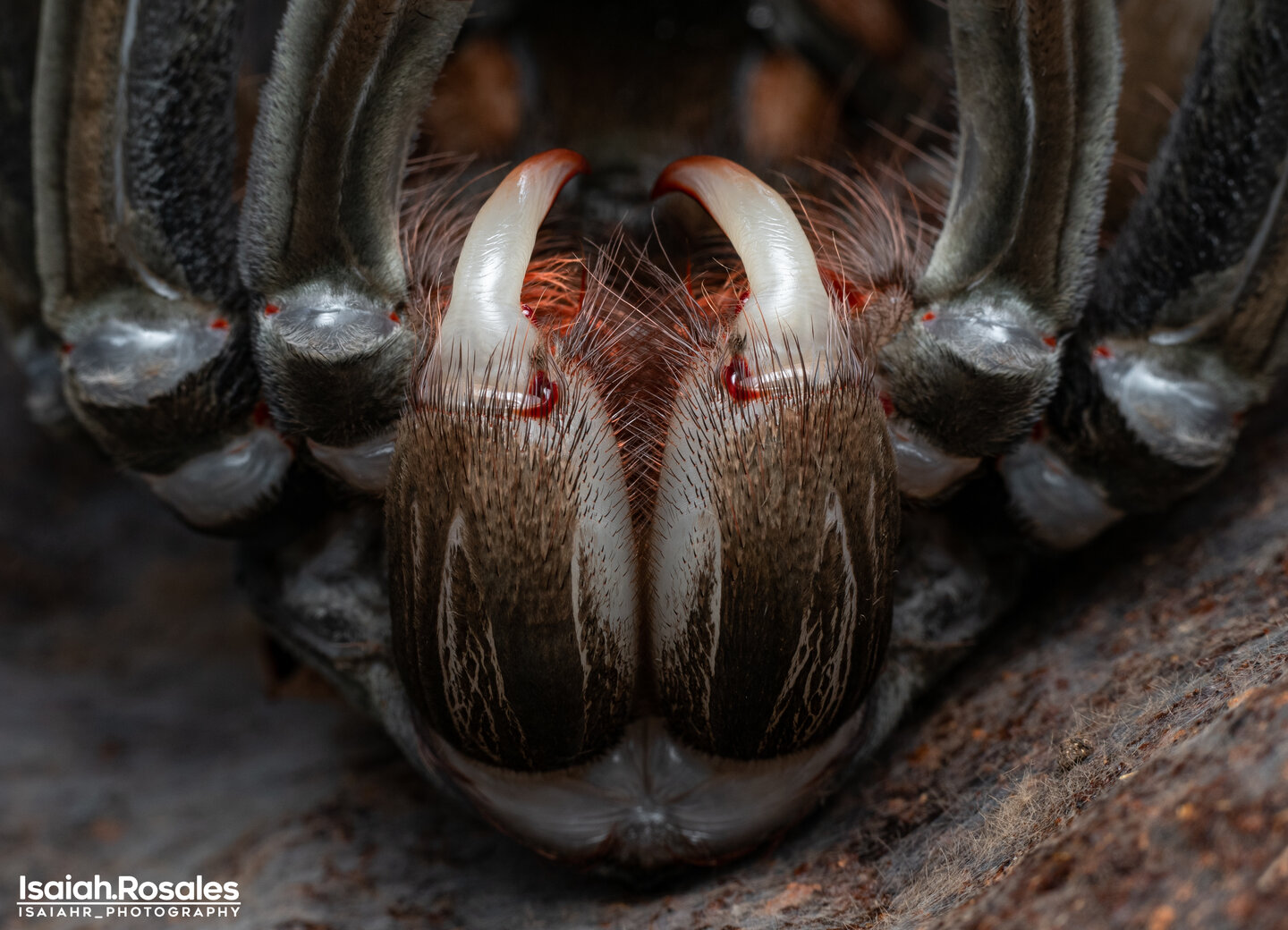 Theraphosa stirmi