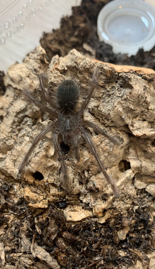 Theraphosa stirmi