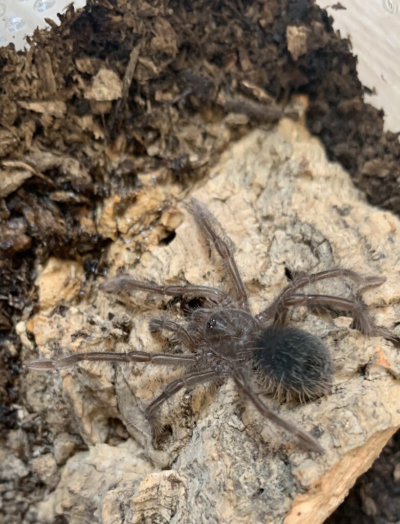 Theraphosa stirmi