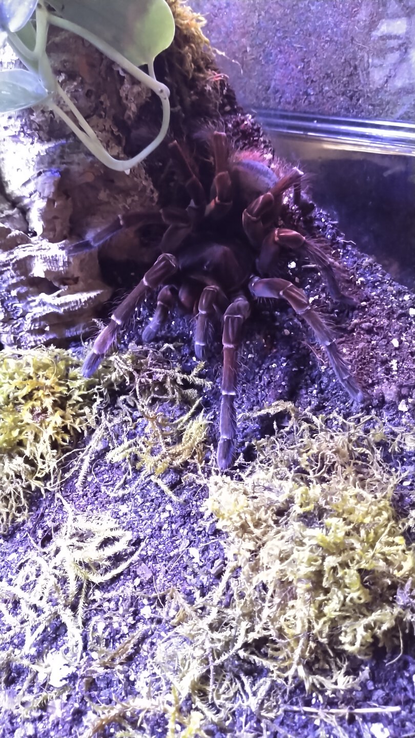 Theraphosa stirmi