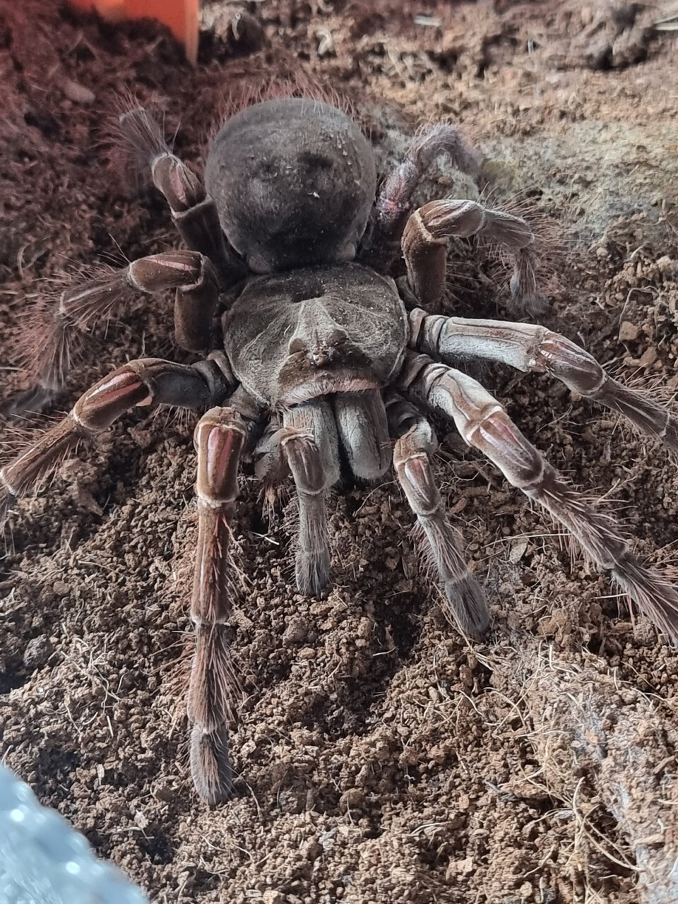 Theraphosa stirmi