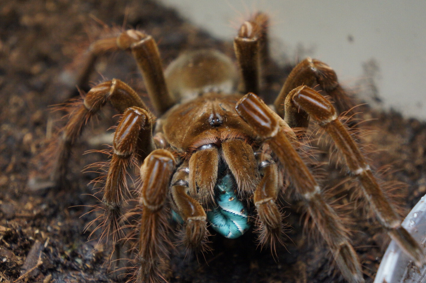 Theraphosa stirmi