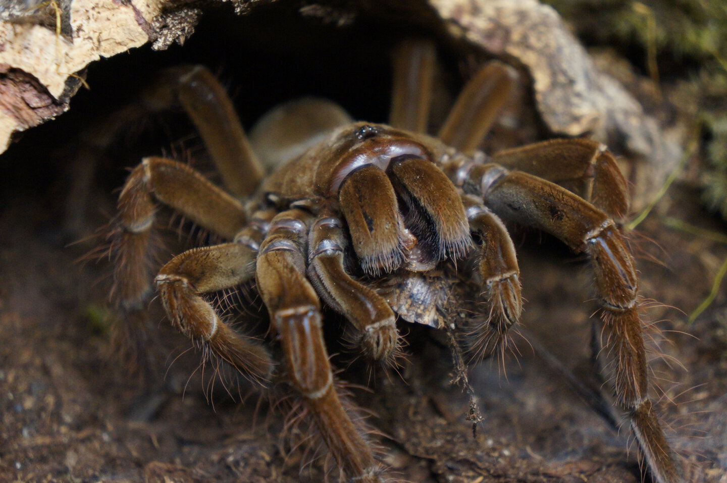 Theraphosa stirmi