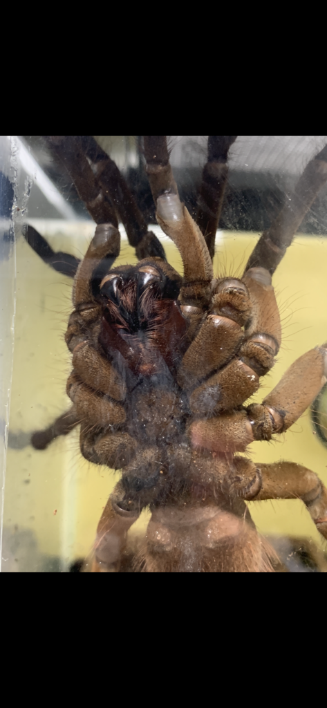 Theraphosa [ventral sexing] [1/2]