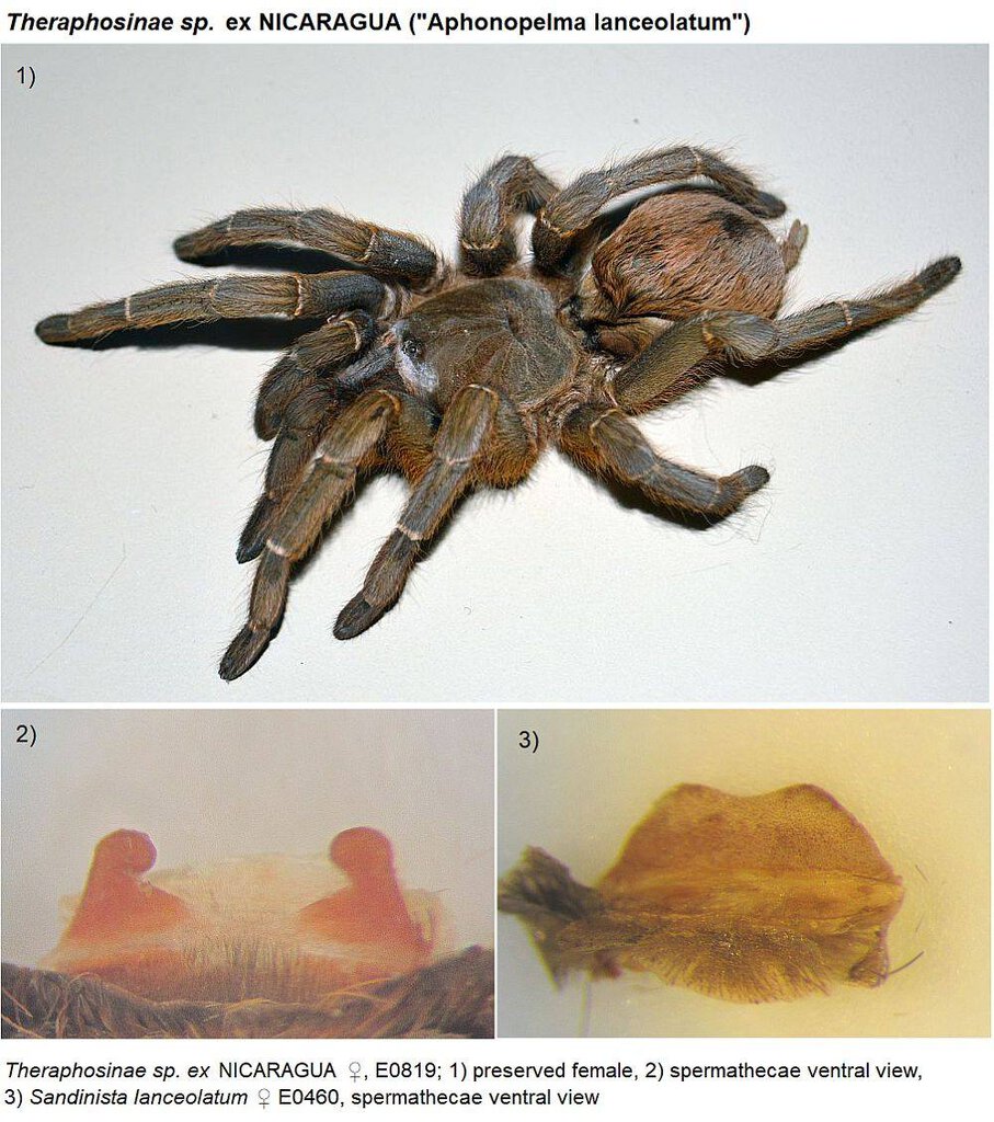 Theraphosinae cf. Stichoplastoris (sold as Sandinista lanceolatum).jpg