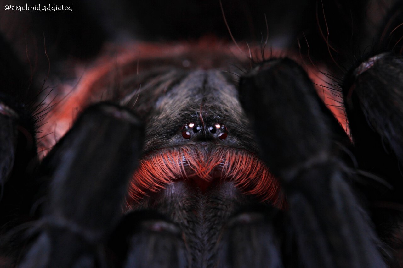 Theraphosinae sp. "Mexican Red Rump".