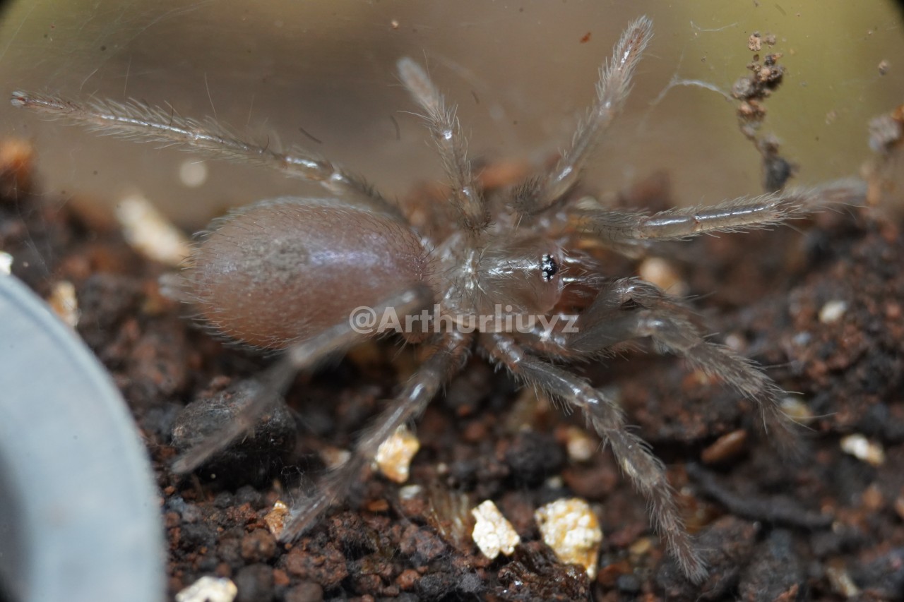 Theraphosinae sp. "Oscars"