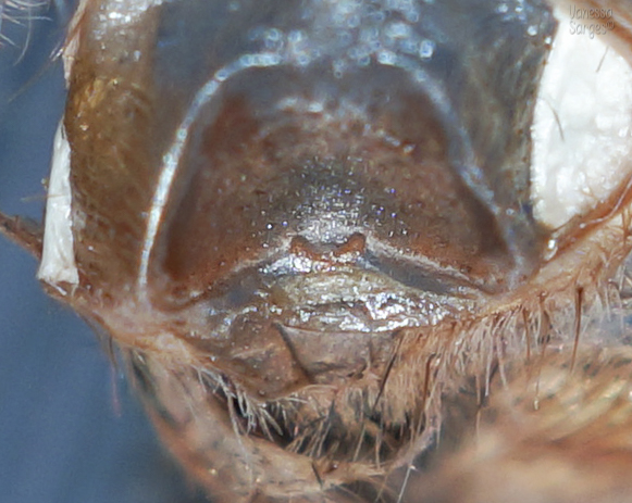 Theraphosinae sp. Panama Juvenile Female - 1.5"