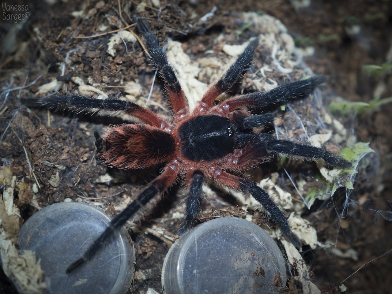 Theraphosinae sp. Panama Juvenile Female