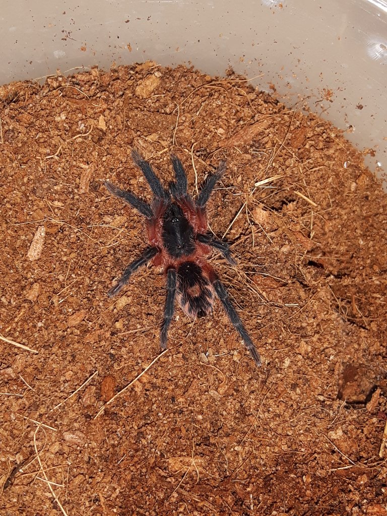 theraphosinae Sp Panama sling