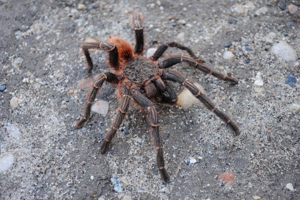 Theraphosinae spp. “Woolly Sunkist Orange” Wild Caught - Possible Thrixopelma