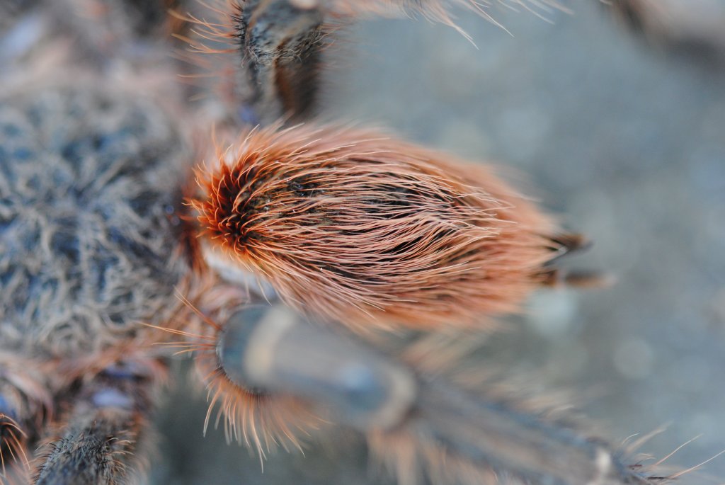 Theraphosinae spp. “Woolly Sunkist Orange” Wild Caught - Possible Thrixopelma