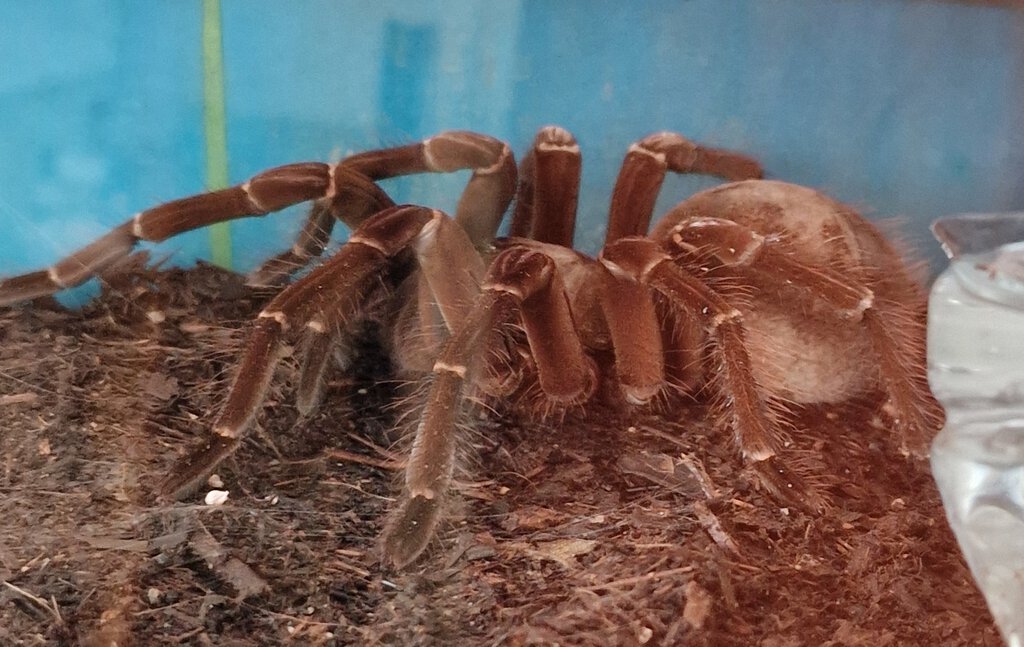 Theraposa sp. Stirmi