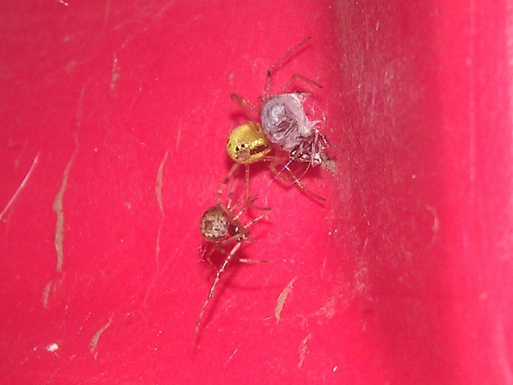 Theridiidae battle