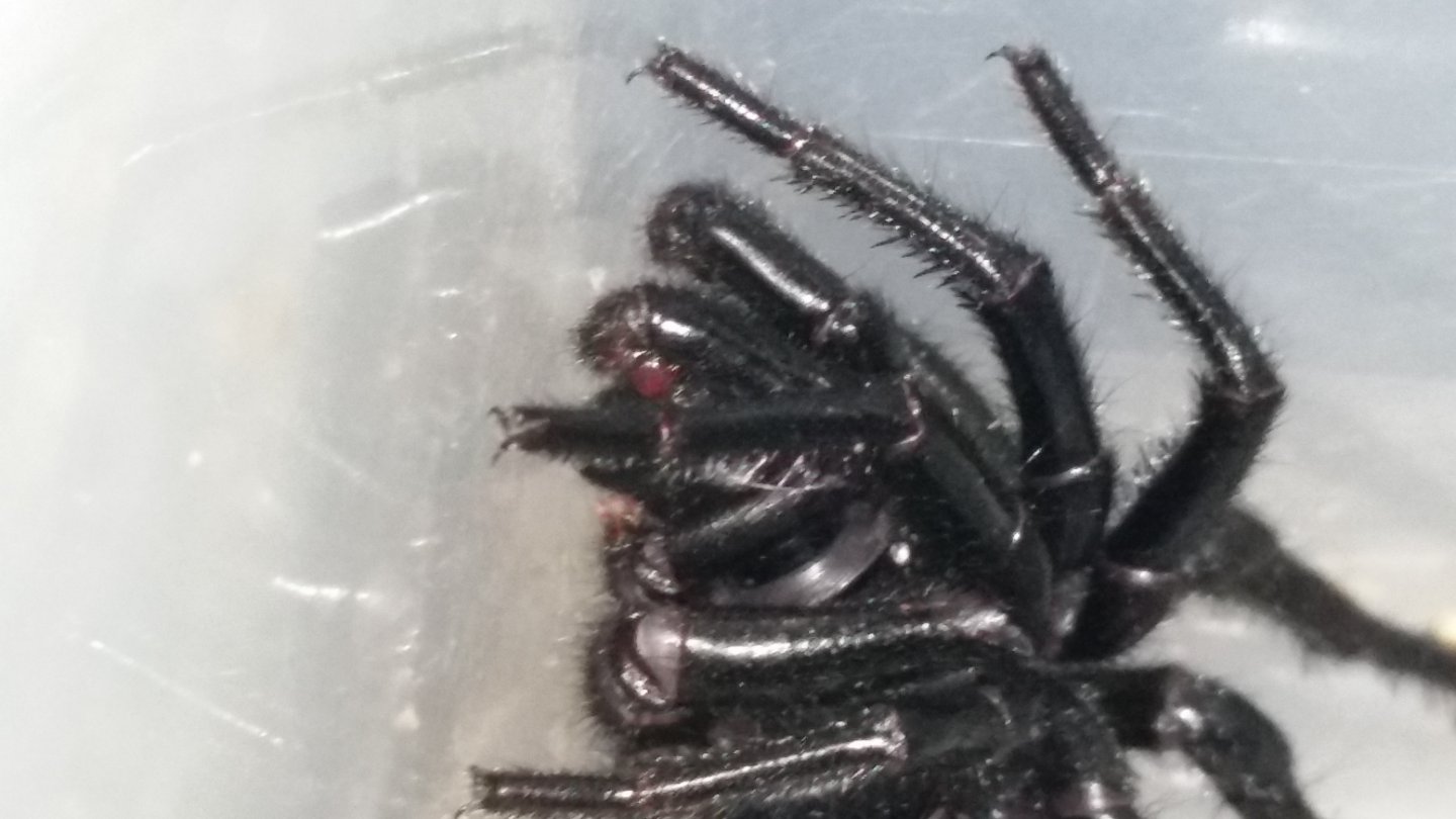 These pedipalps are 100% male right?