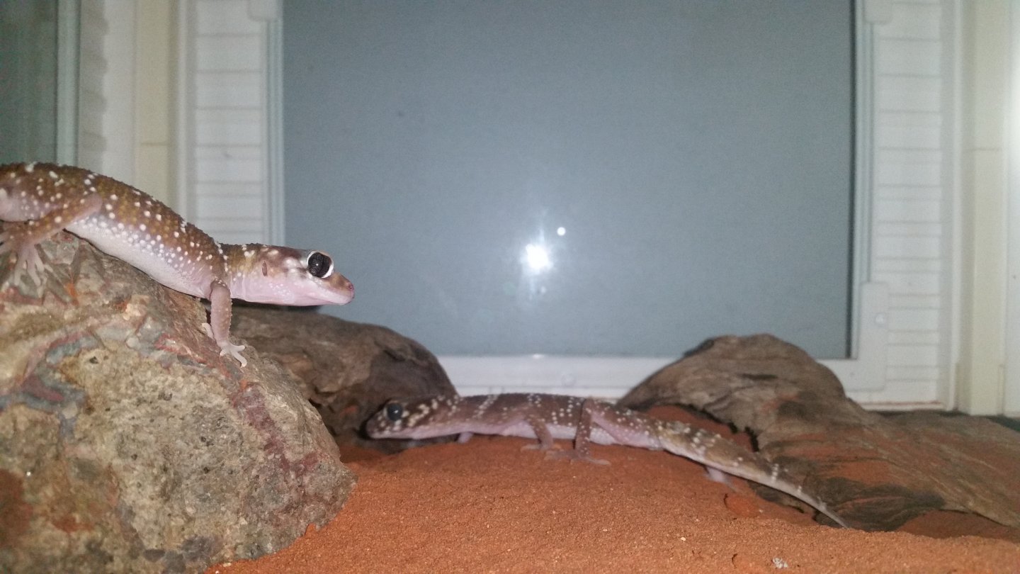 Thick Tailed Gecko pair