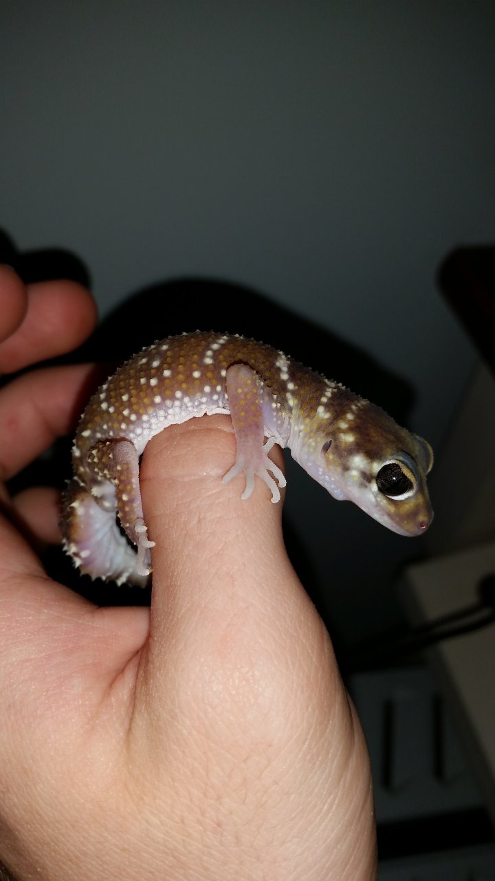 Thick Tailed Gecko (underwoodisaurus milii)