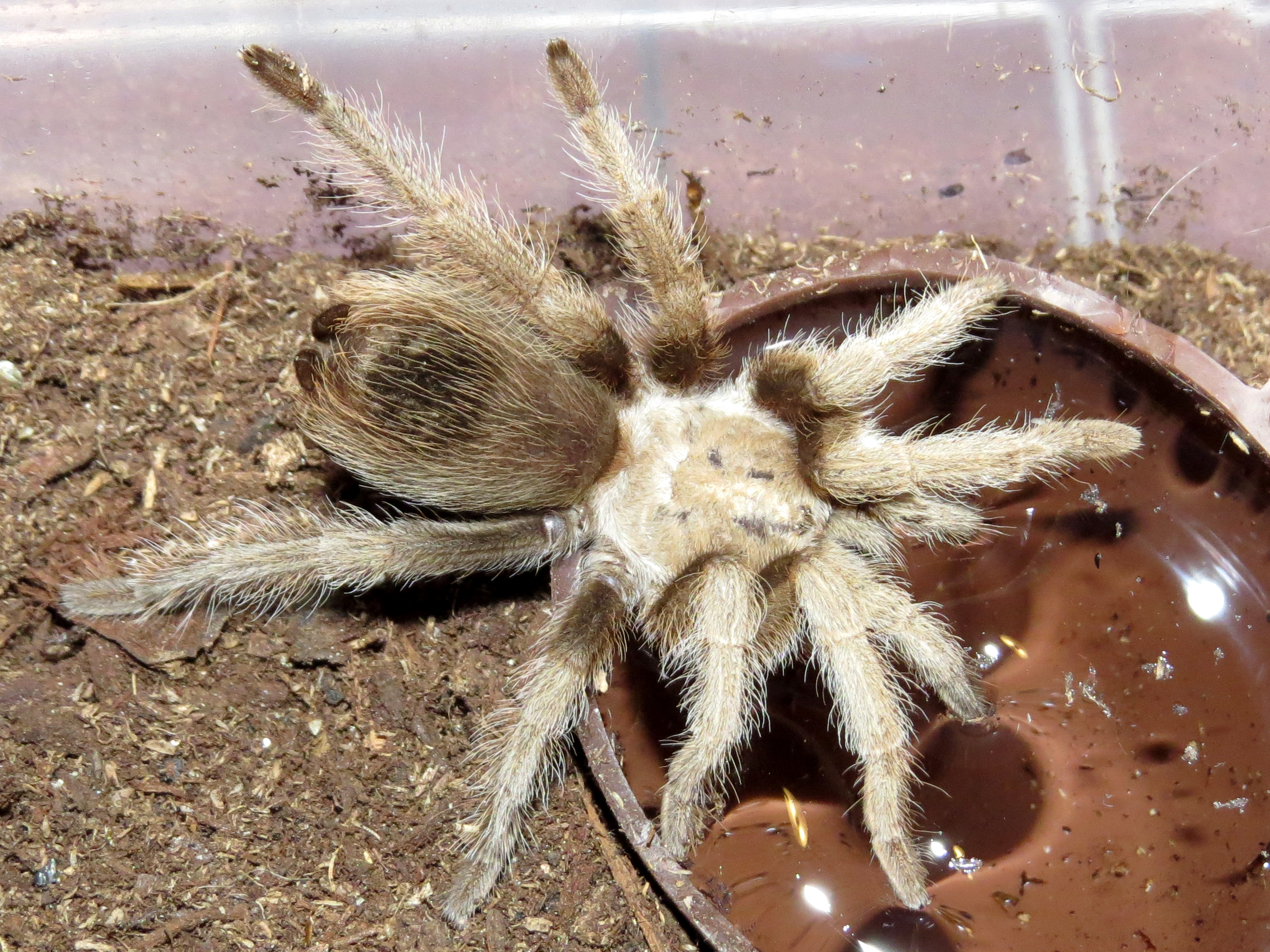 Thirsty Aphonopelma chalcodes (♀ 2")