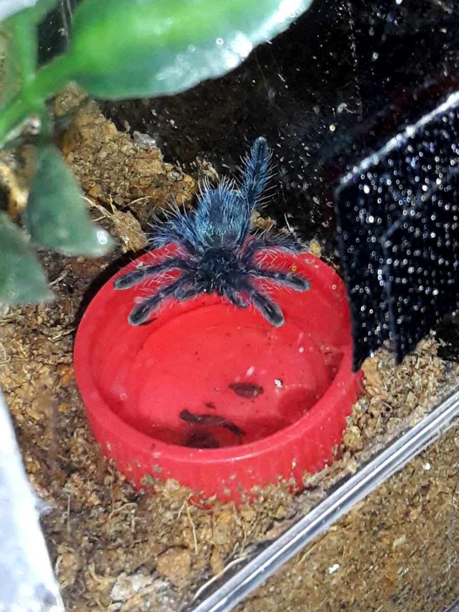 thirsty blue ball of fluff