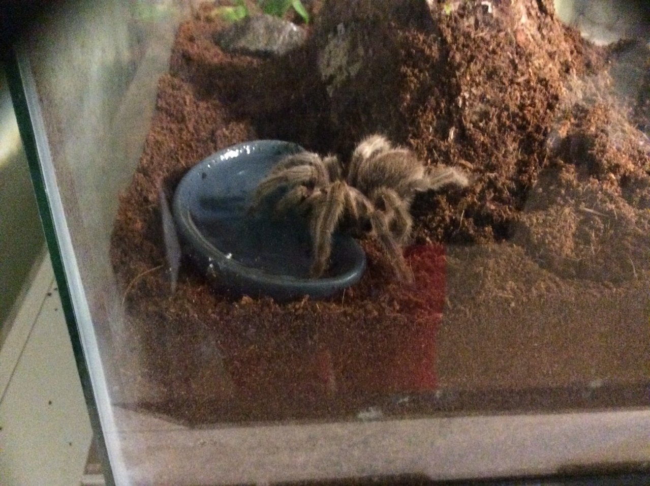 Thirsty G. sp north.