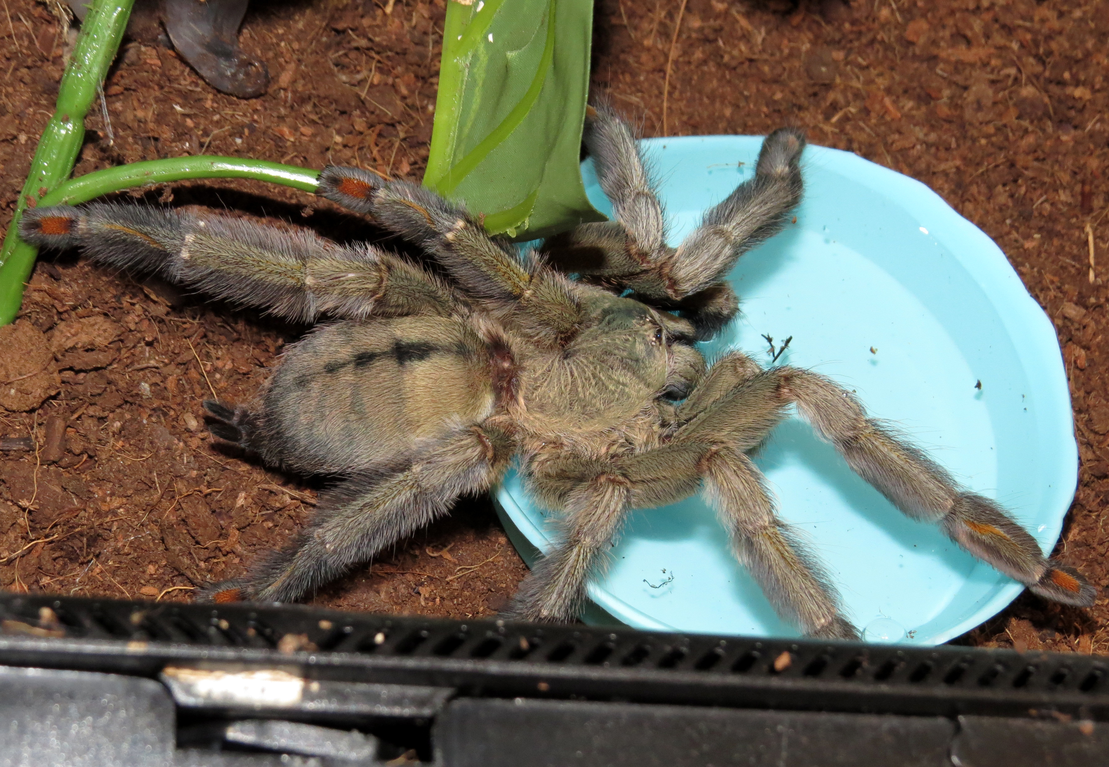 Thirsty Squirt (♀ Psalmopoeus cambridgei 6")