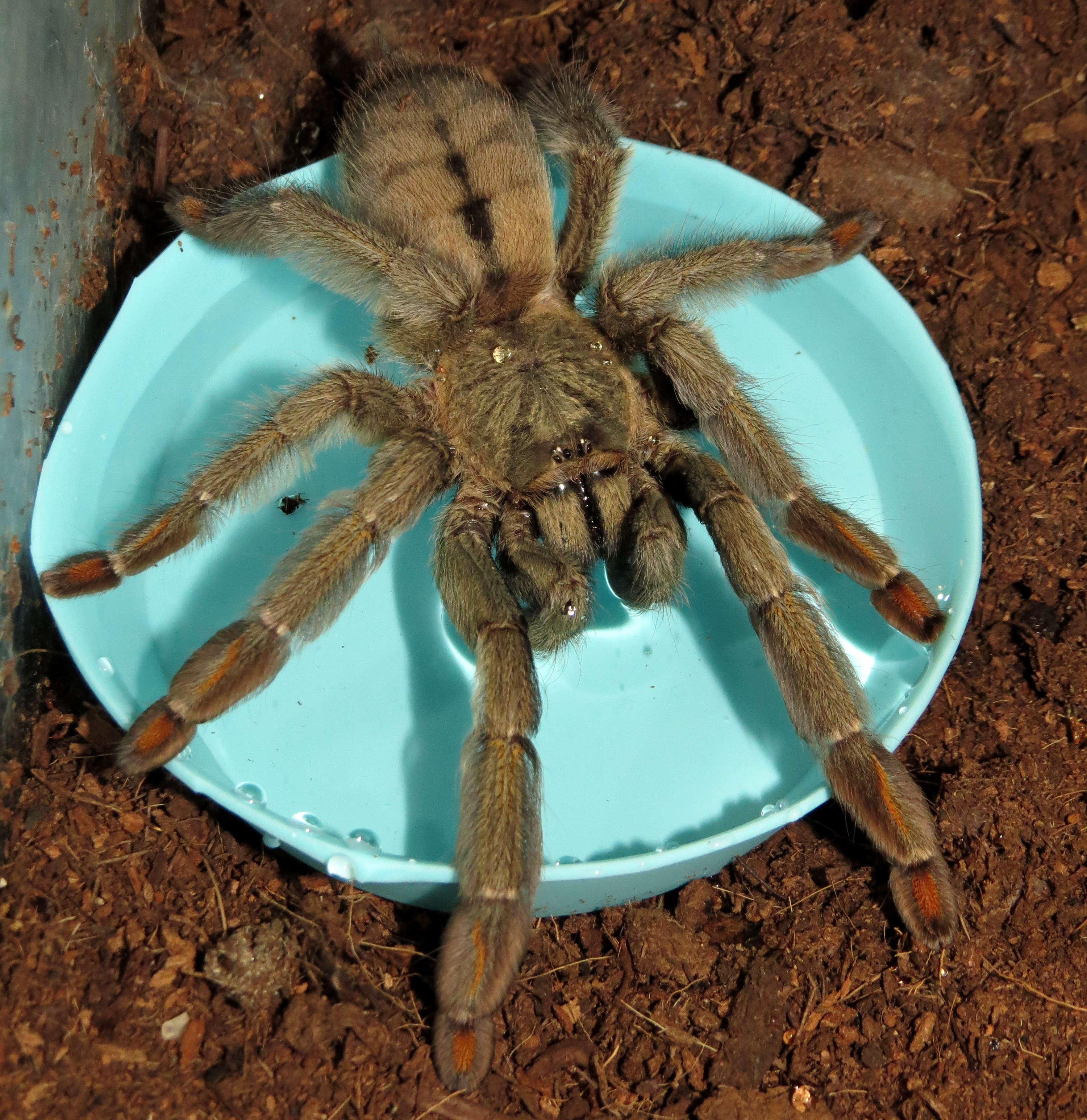 Thirsty Thursday (♀ Psalmopoeus cambridgei 5")