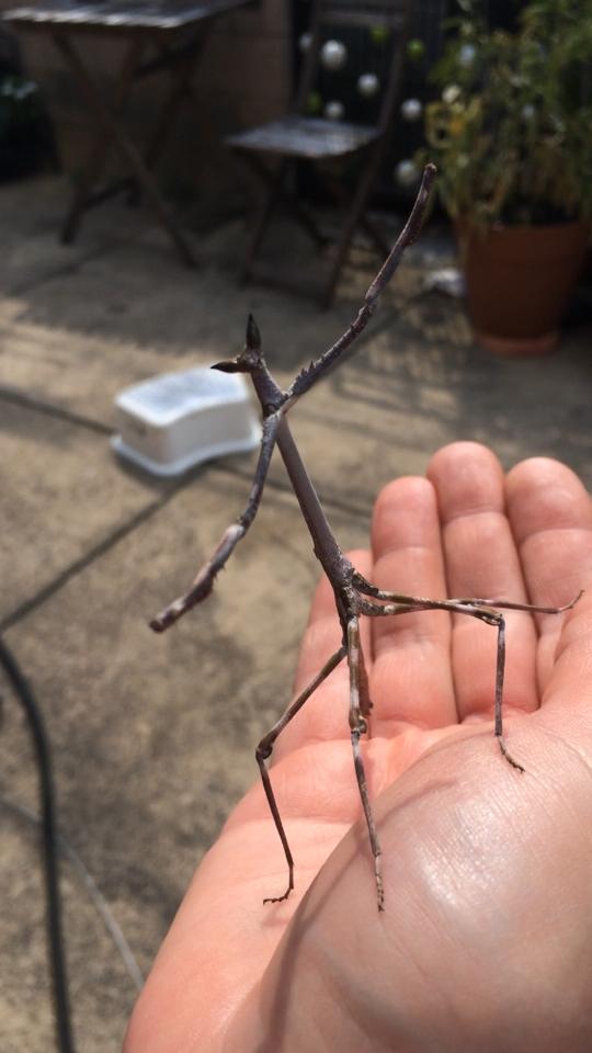 This is a stick-up