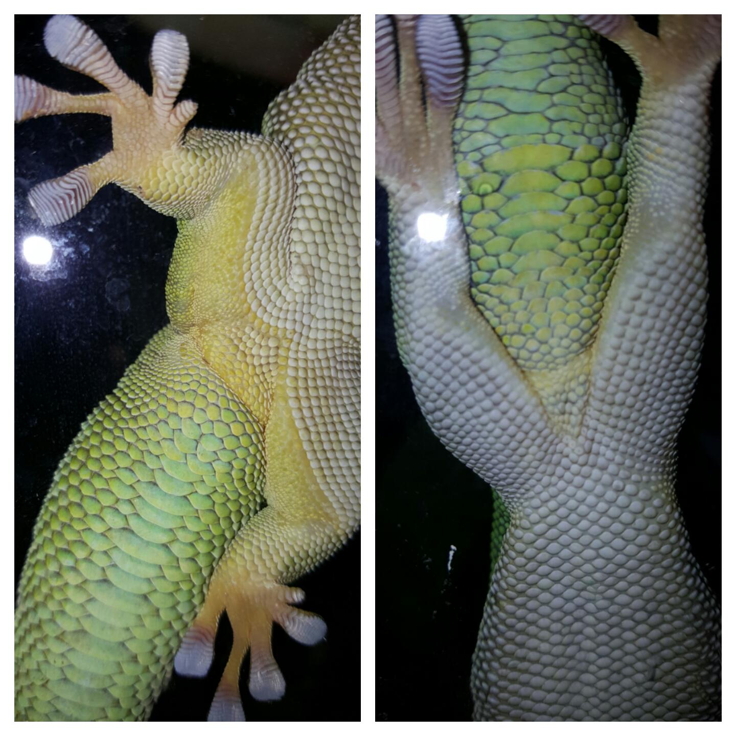 This Is Both Day Geckos Side By Side Arachnoboards