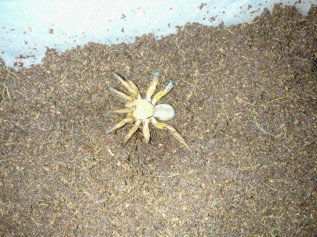 This was sold as a Tanzanian Red Trapdoor spider