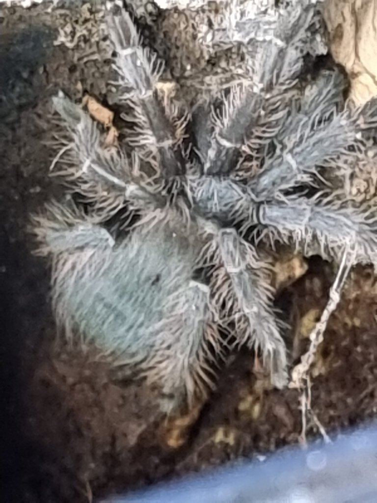 This was sold to me as a Brazilian Red spiderling