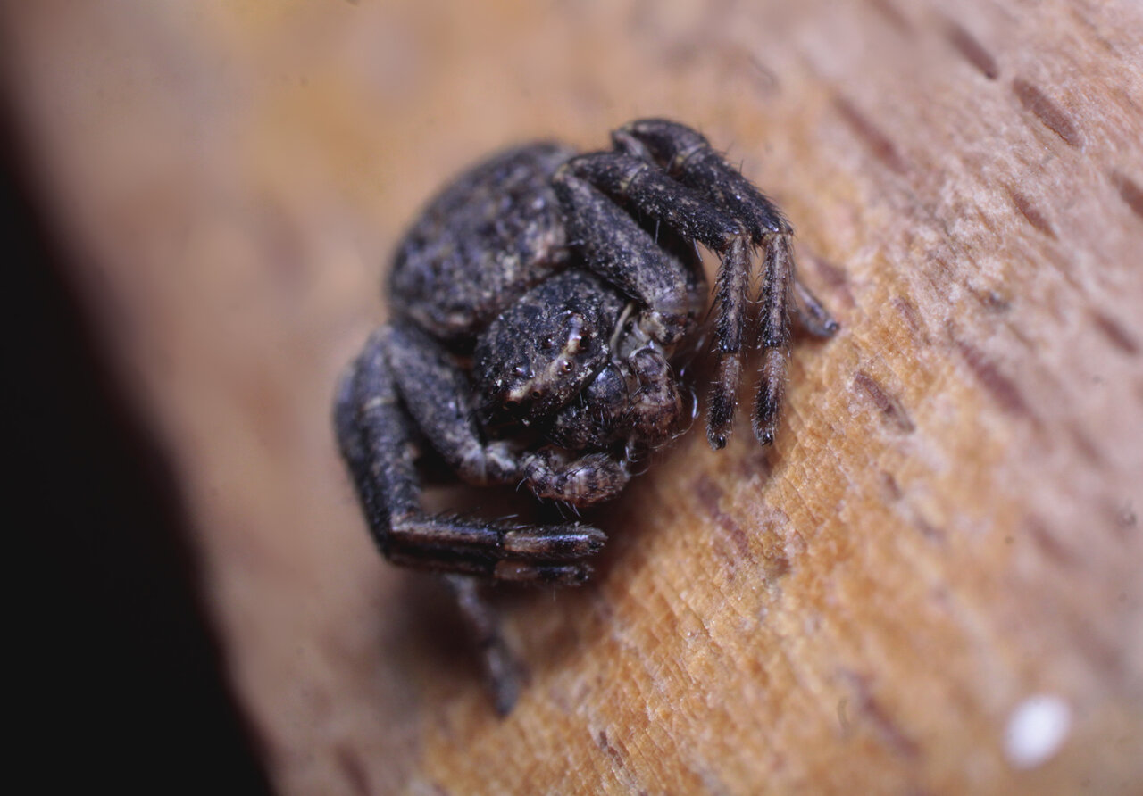 Thomisidae (Xysticus?) shot #1