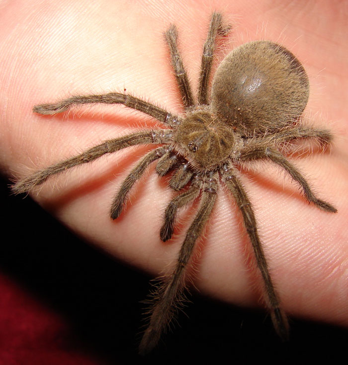 Thor (Theraphosa Blondi)