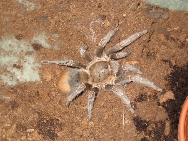 Thought to be a really ugly 5" A. seemanni.