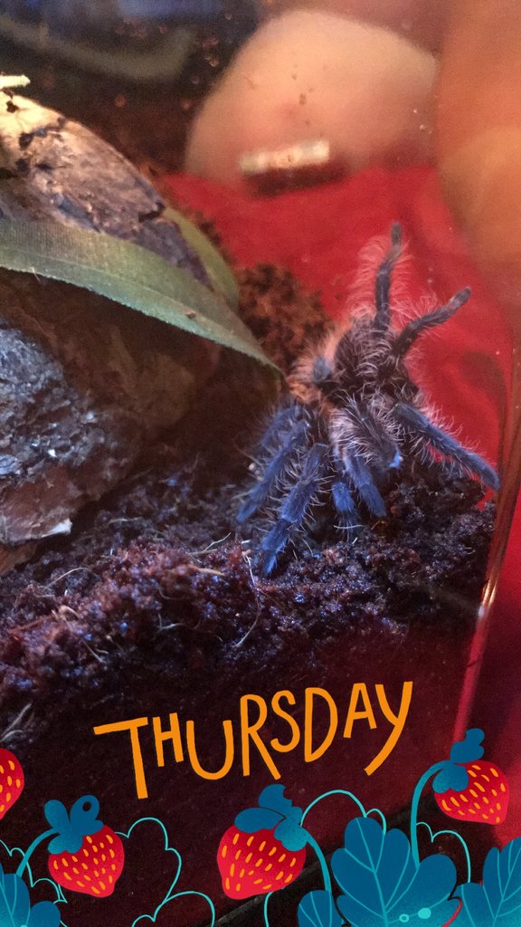 Three days post molt!