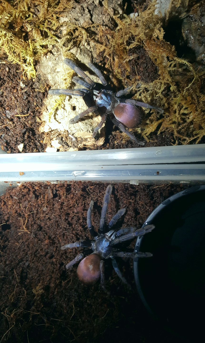 Thrigmopoeus psychedelicus 0.1.1