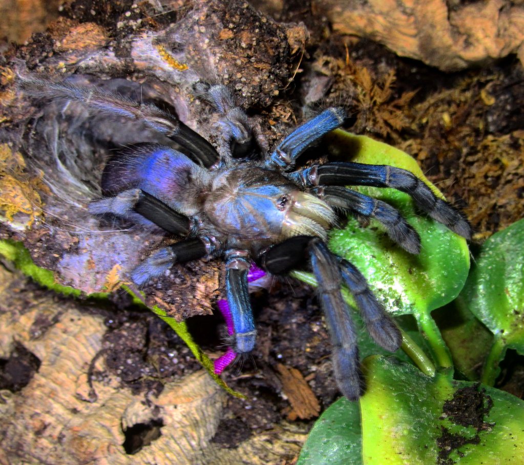 Thrigmopoeus psychedelicus