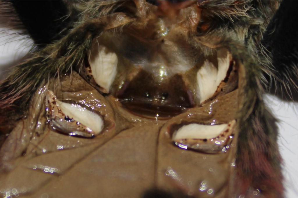 Thrixiopelma ockerti female
