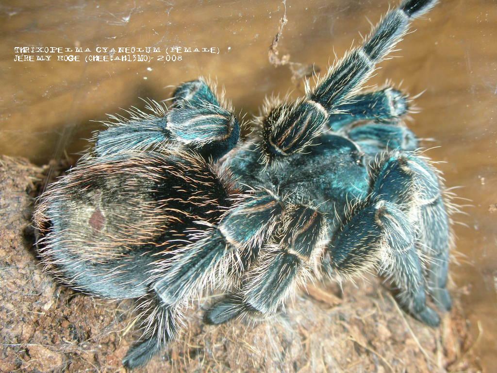 Thrixopelma cyaneolum