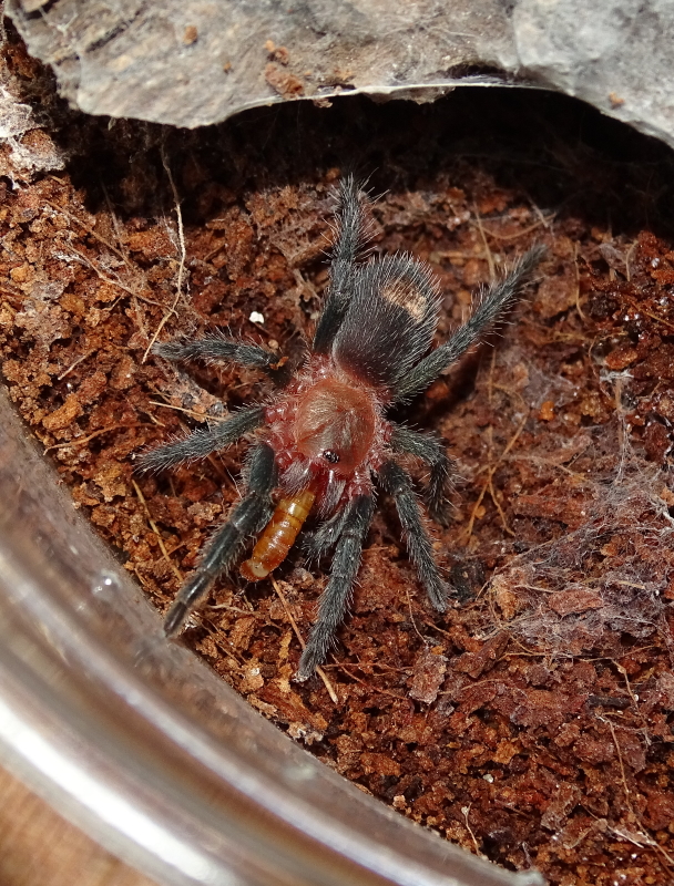 Thrixopelma cyaneolum