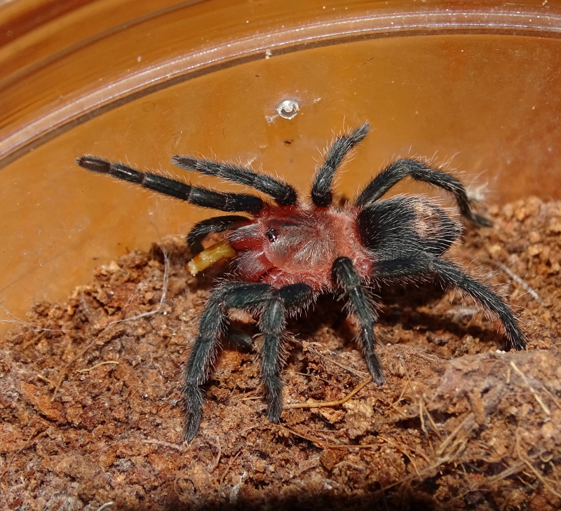 Thrixopelma cyaneolum