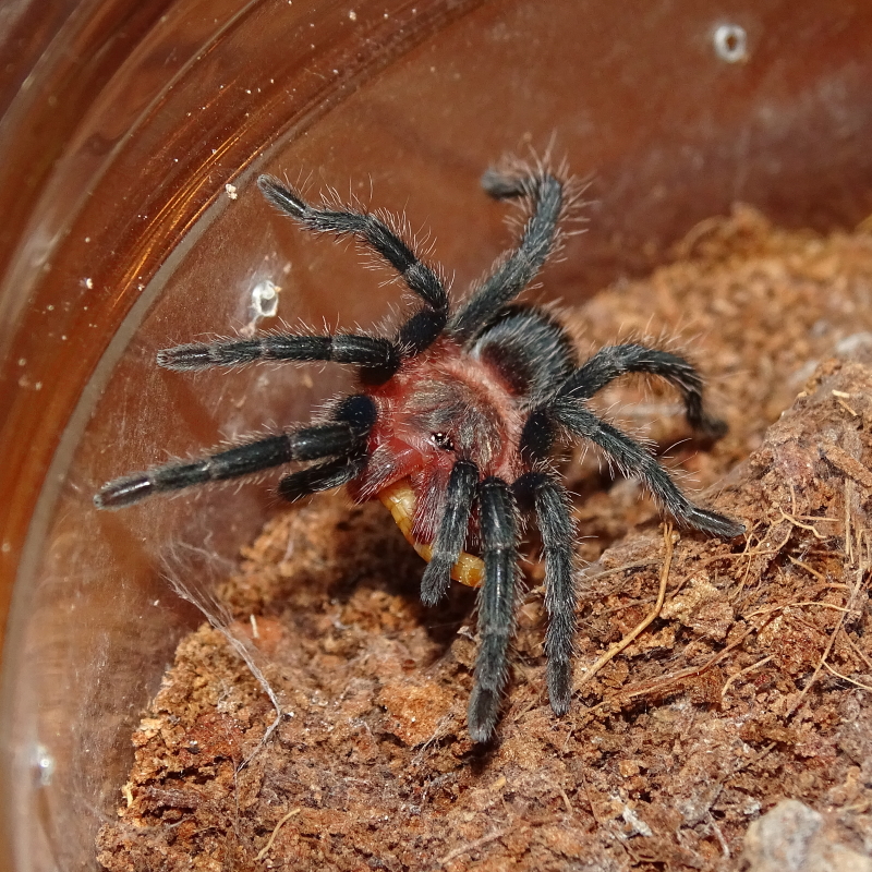 Thrixopelma cyaneolum