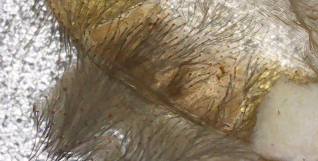 thrixopelma cyaneolum