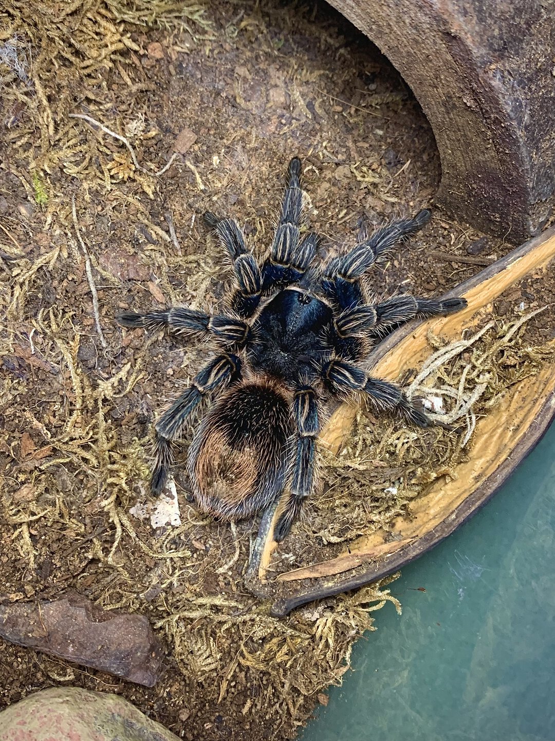 Thrixopelma cyaneolum