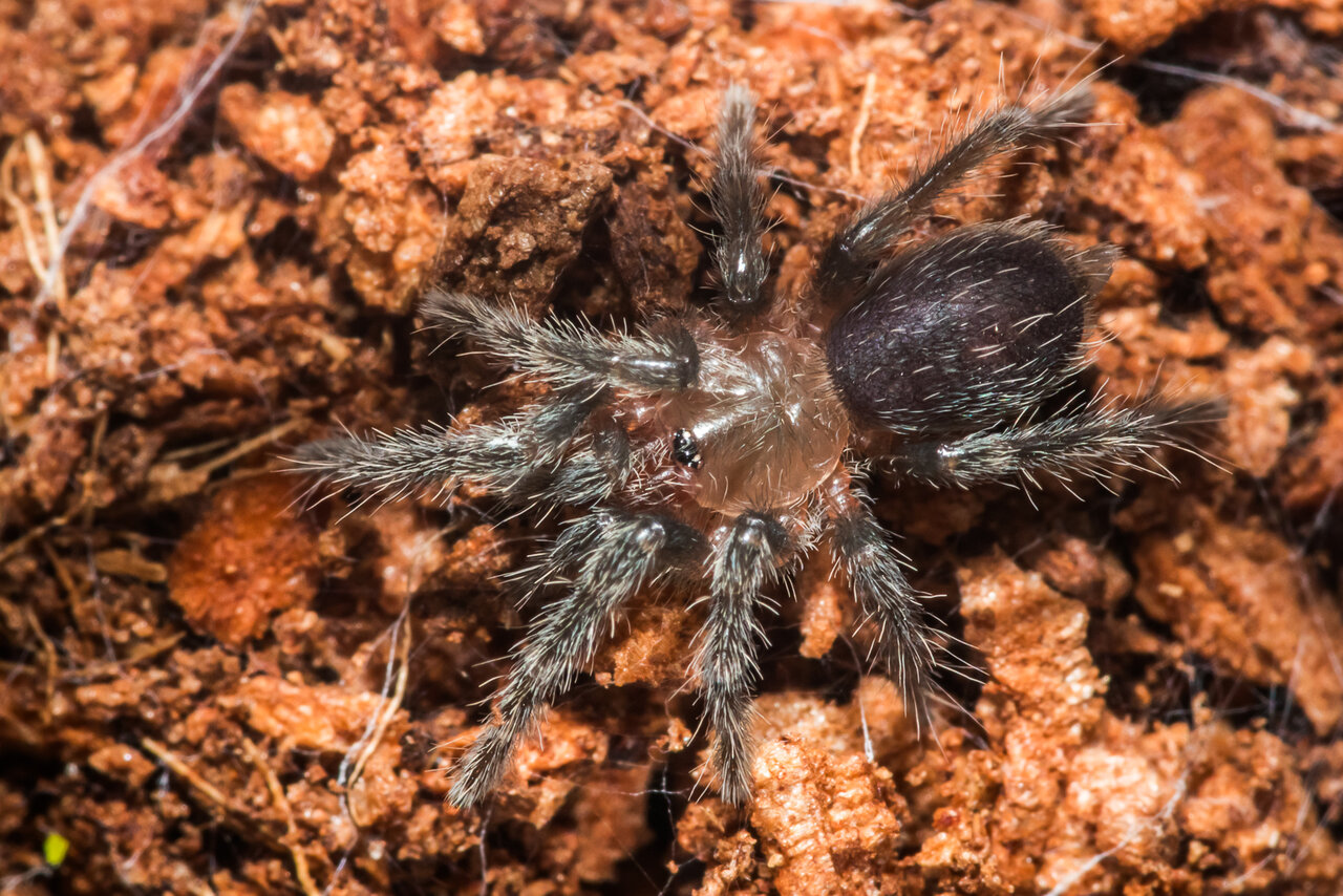 Thrixopelma cyaneolum