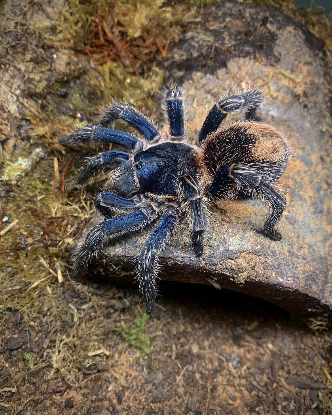 Thrixopelma cyaneolum