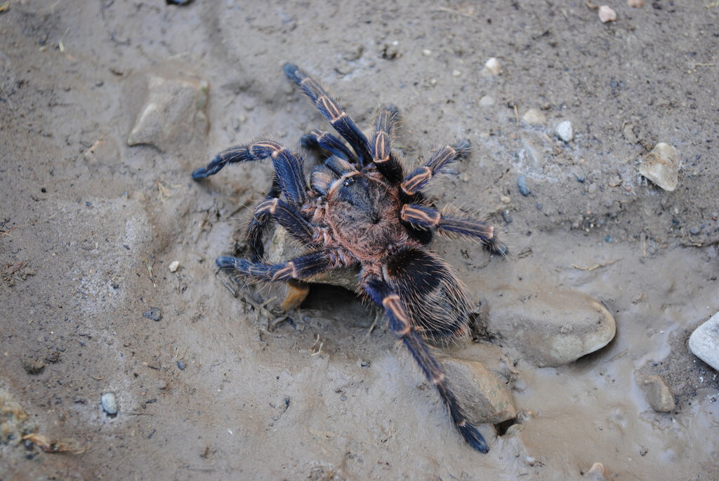 Thrixopelma lagunas - Female