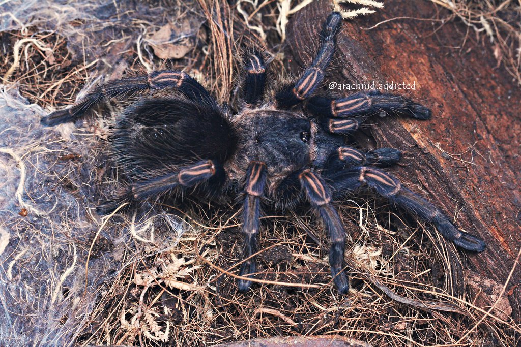 Thrixopelma lagunas.