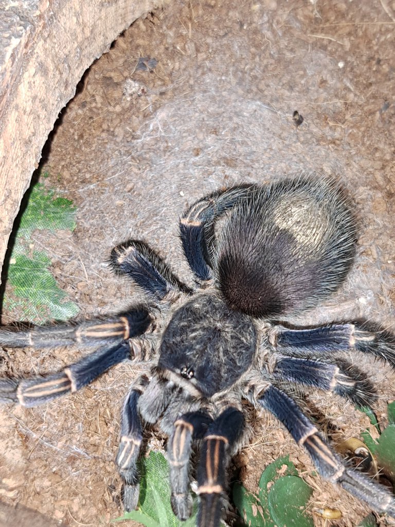 Thrixopelma Lagunas